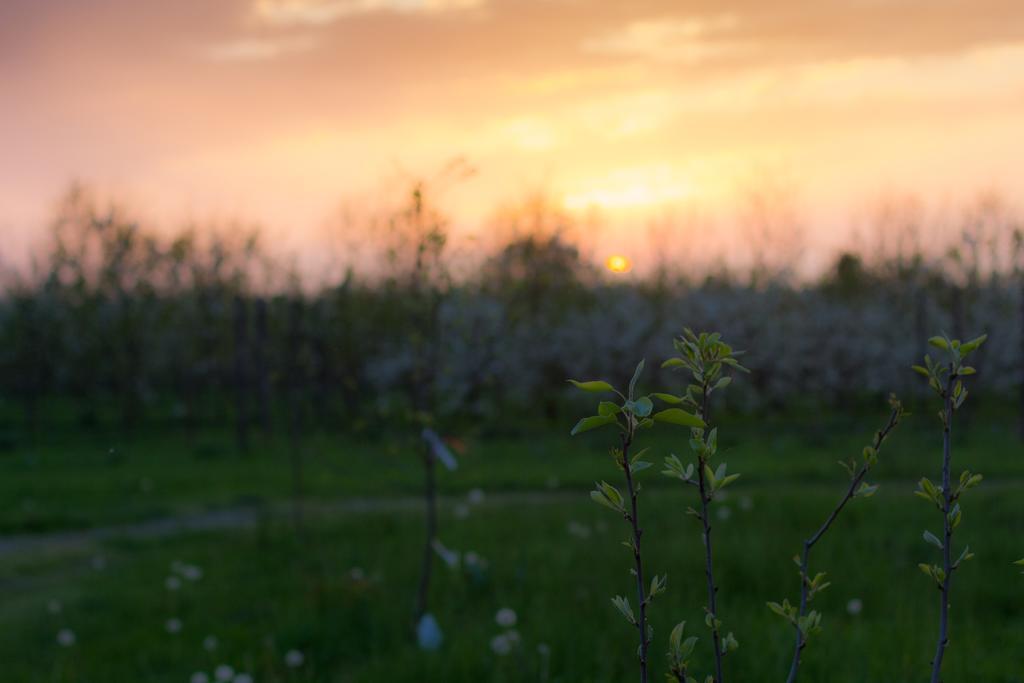 Bed and Breakfast Cascina Delle Mele Vittuone Exteriér fotografie
